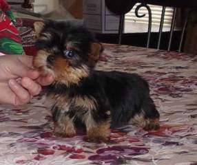 X- Mass Cute and Adorable Yorkie puppies for adoption