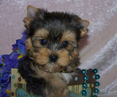 HEALTHY TEACUP YORKIE PUPPIES LOOKING FOR A NEW HOME
