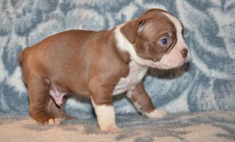 Super Giant Breed Chocolate And White Boston Terrier Pups For Sale 