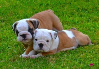 Tamed English Bullies For R-Homing