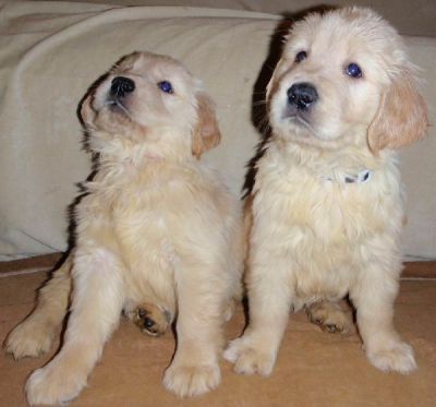 Adorable AKC Golden Retriever Puppies Male And Female