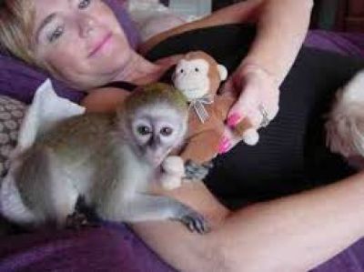 two lovely capuchin monkey ready for adoption