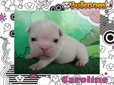 The Most Beautiful Puppies BULLCANES Bulldog