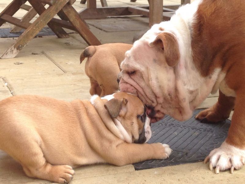 Smart CKC Register British Bulldog Puppies 