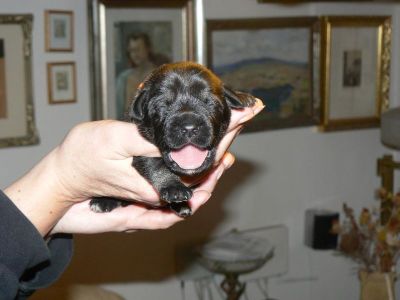 Standard Schnauzer (Medium) pepper and salt with pedigree