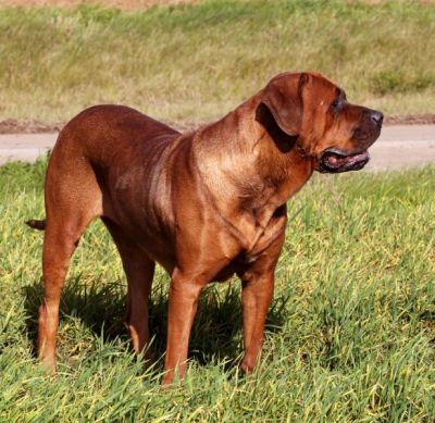 TOSA INU kennel BIRENGO accepts records for puppies