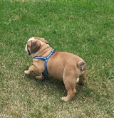  English Bulldog Puppies (W