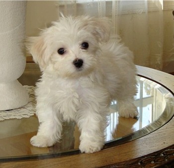  Males and Females Maltese Puppies For Adoption.