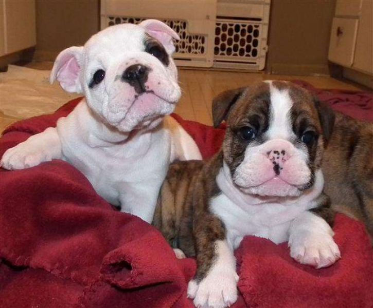 Gorgeous English Bulldog Puppies available (423) 330-1307