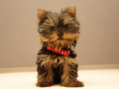 Offered Tiny Tea Cup Yorkie Puppies For Adoption ?