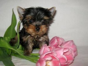 Mini Teacup Yorkie Puppies Available...