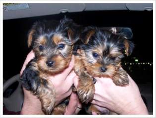 Yorkie puppies for free adoption now available