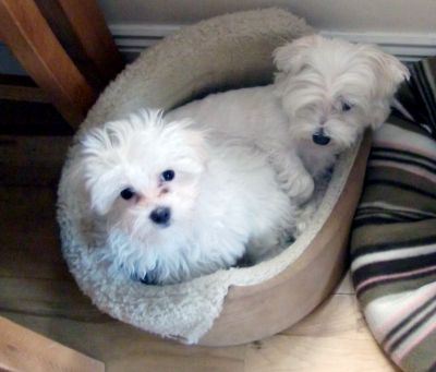 Cute Maltese puppies seeking a good home/8043810921