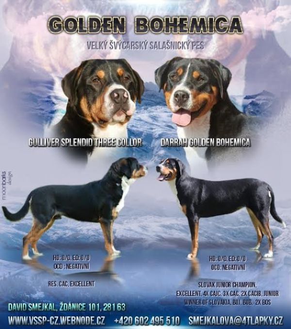 Greater Swiss Mountain Dog - FCI pedigree
