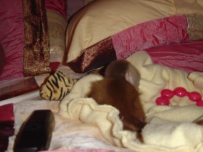  Male and female capuchin monkeys for adoption .