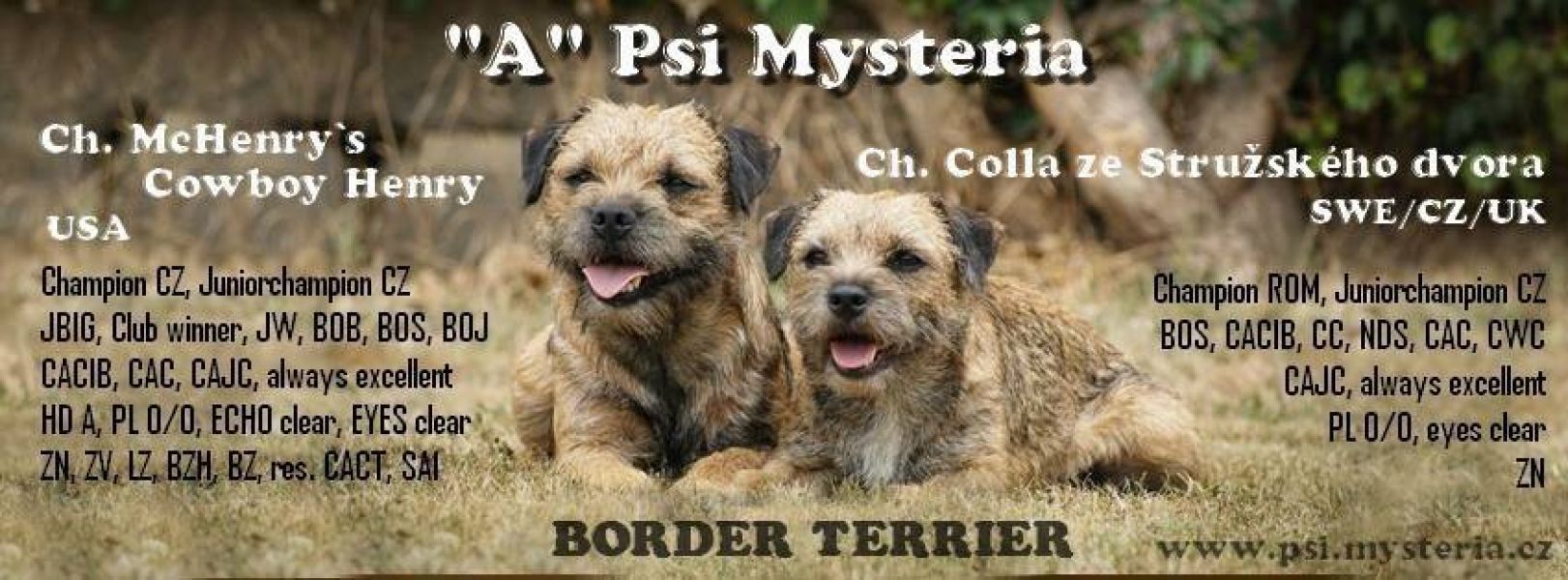 Border terrier
