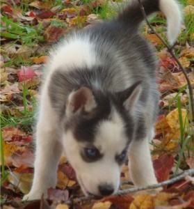 Siberian husky puppies puppies For Adoption