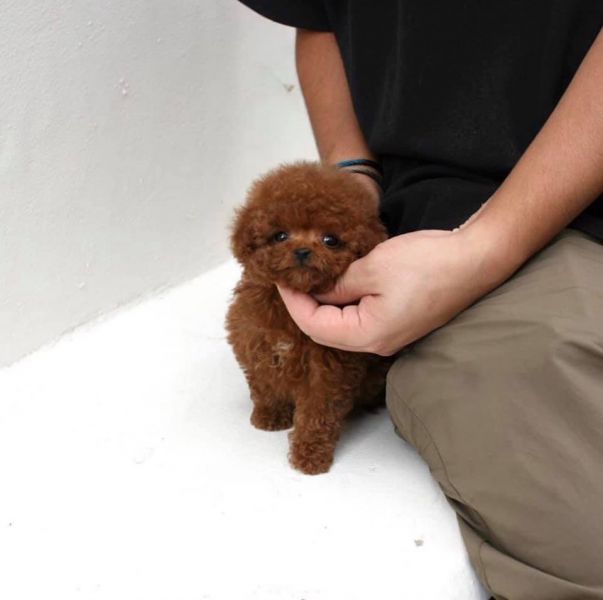 Sweet Toy Poodle puppies for adoption