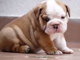 Cute CKC English Bulldog Puppies available!!