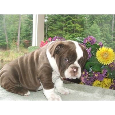 magnificient english bull dog puppies free for christma