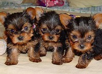 $200 For Teacup Yorkie Puppies Ready Now