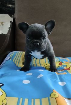 French bulldog puppy online Website......https://happybarkfrenchies.com/