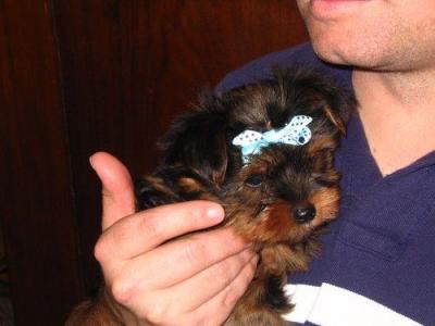two Adorable Yorkie Puppies For Free Adoption!!!!!!!!!!!!!!!!!!!