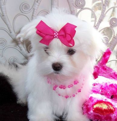 cute and adorable home trained Maltese puppies.
