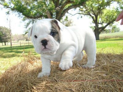 Two Cute English Bulldog Puppies for free Adoption