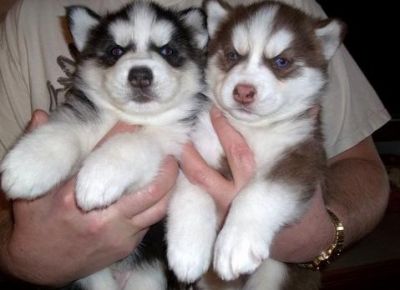 lovely and adorable Siberian husky puppies for adoption