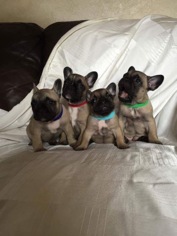 Stunning French Bulldog Puppies 