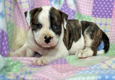 cute  American Bulldog Puppies for Sale