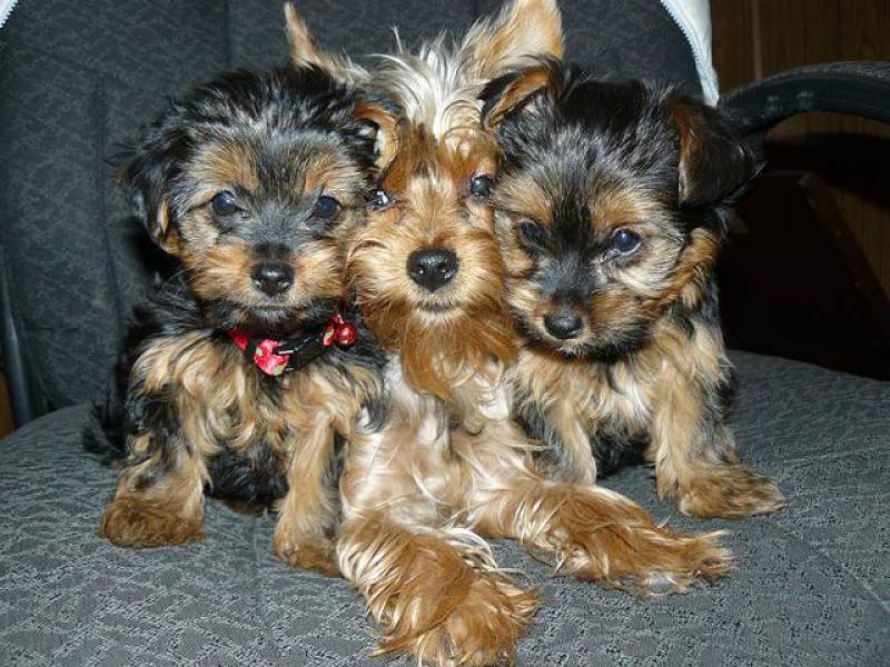 Yorkie Puppies Available for Re-homing 