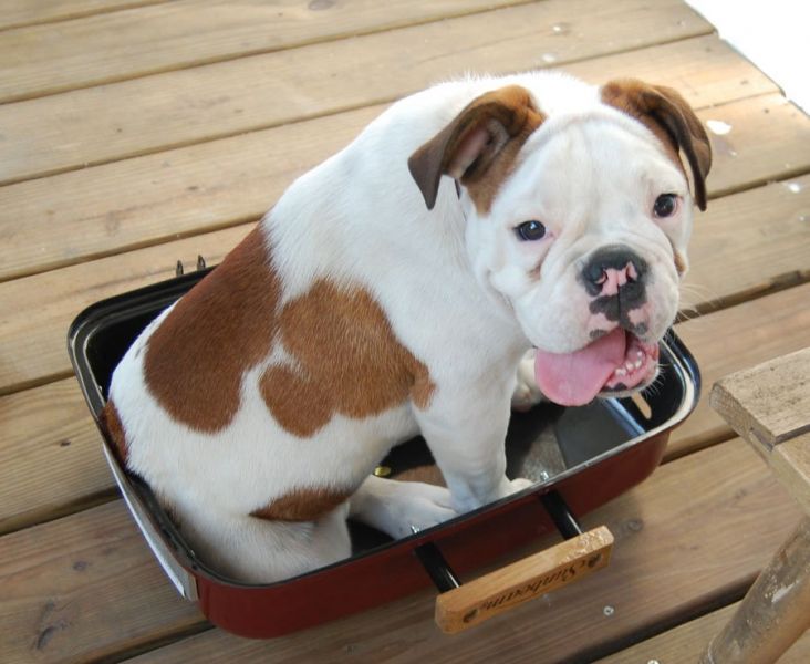 Tamed English Bulldog Puppies For Adoption