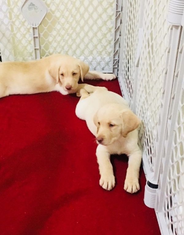 Available Labrador Retriever Pups For adoption
