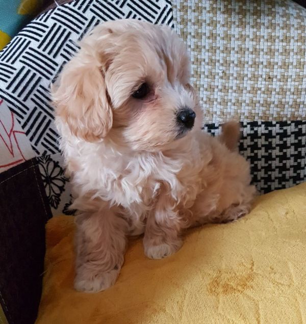 Beautiful Maltipoo Puppies.