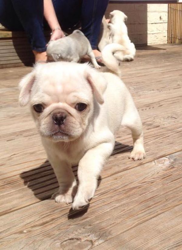 Sweet pug puppies for new homes