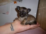 AKC Reg Tiny Tea-cup Sized Longcoat Girl!!