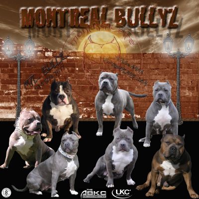 American Bully Pitbull Puppies