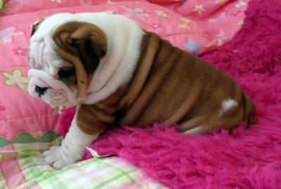 Cute and adorable english bulldog puppies for adoption