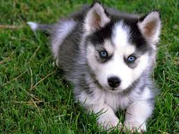 Blue Eyes Siberian Husky Puppies.
