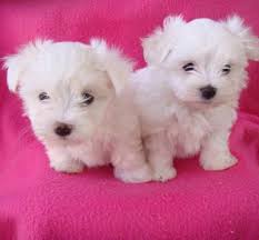 Adorable Cute Teacup Maltese puppies For Free Adoption