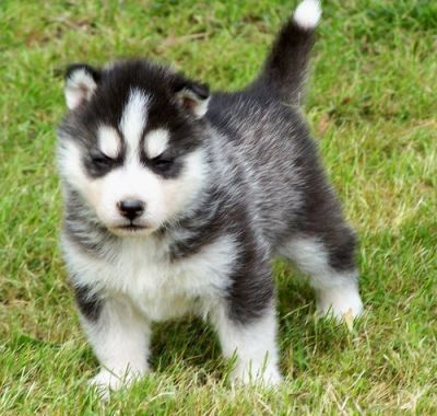 Cute Siberian Husky puppies for adoption. 