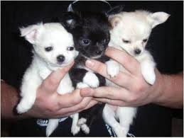 Cute and precious chihuahua puppies available