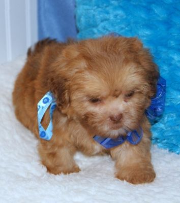AKC reg shih-poo puppies for adoption