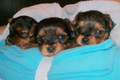 Beautiful Yorkie Baby Ready Now!