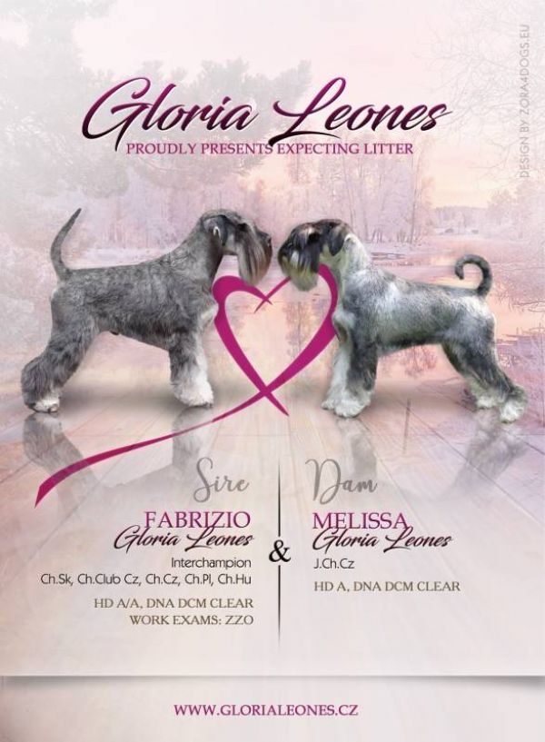 Standard schnauzer peppersalt