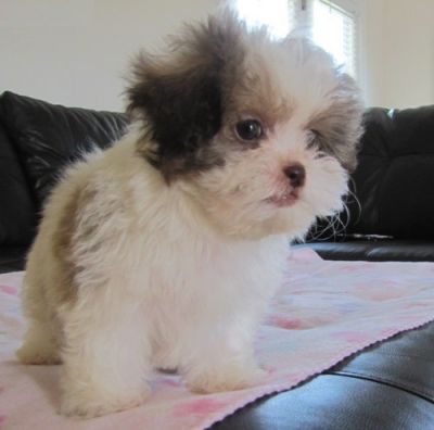AKC reg shih-poo puppies for adoption