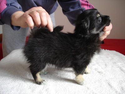 Longhair Chihuahua puppy for sale