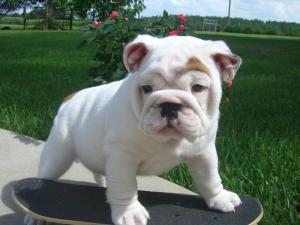 Akc Potty Trained English Bulldog Pups